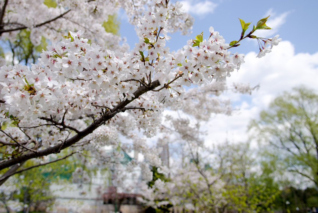 ２０１４～「桜」Ⅲ