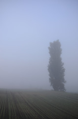 morning mist