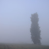 morning mist
