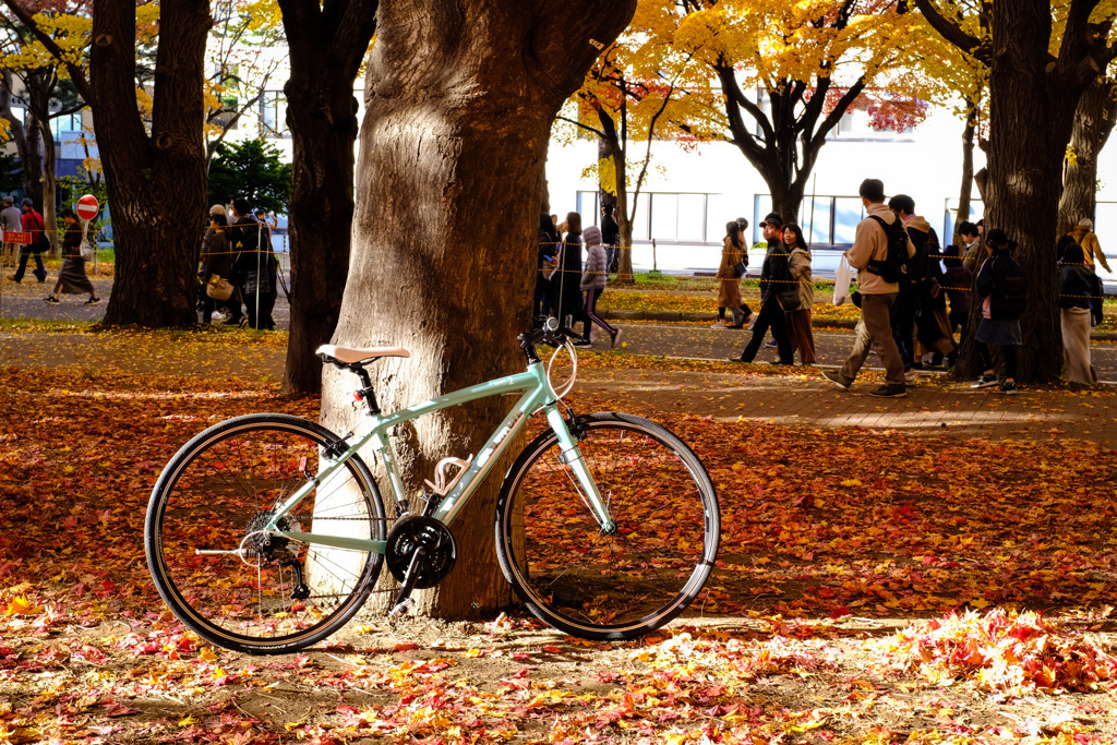 Autumn sunny