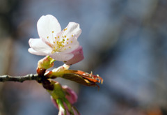 ２０１４～「桜」
