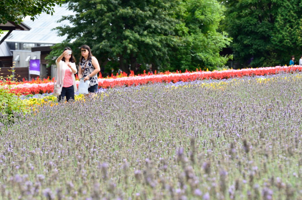 晩夏の富良野