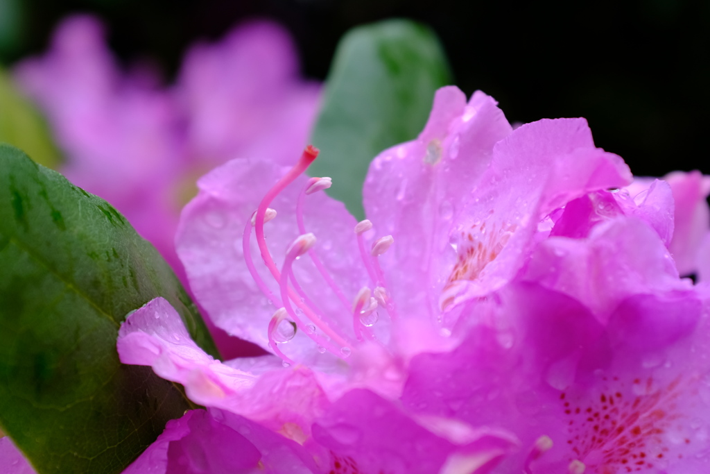 雨上がりの花