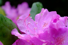 雨上がりの花