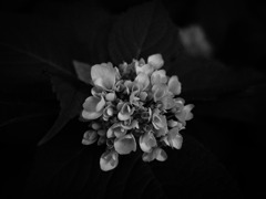 Hydrangea＃2