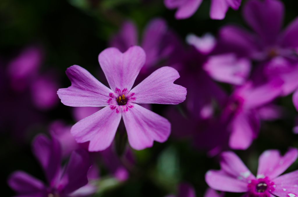 庭の芝桜