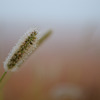 朝靄のしずく