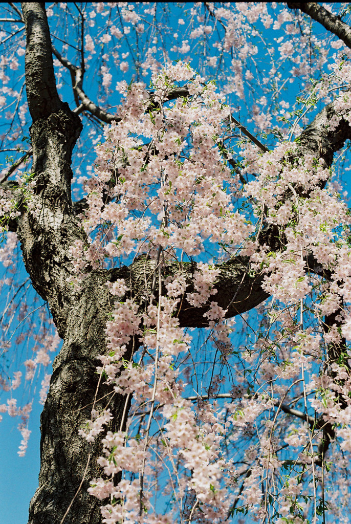 しだれ桜