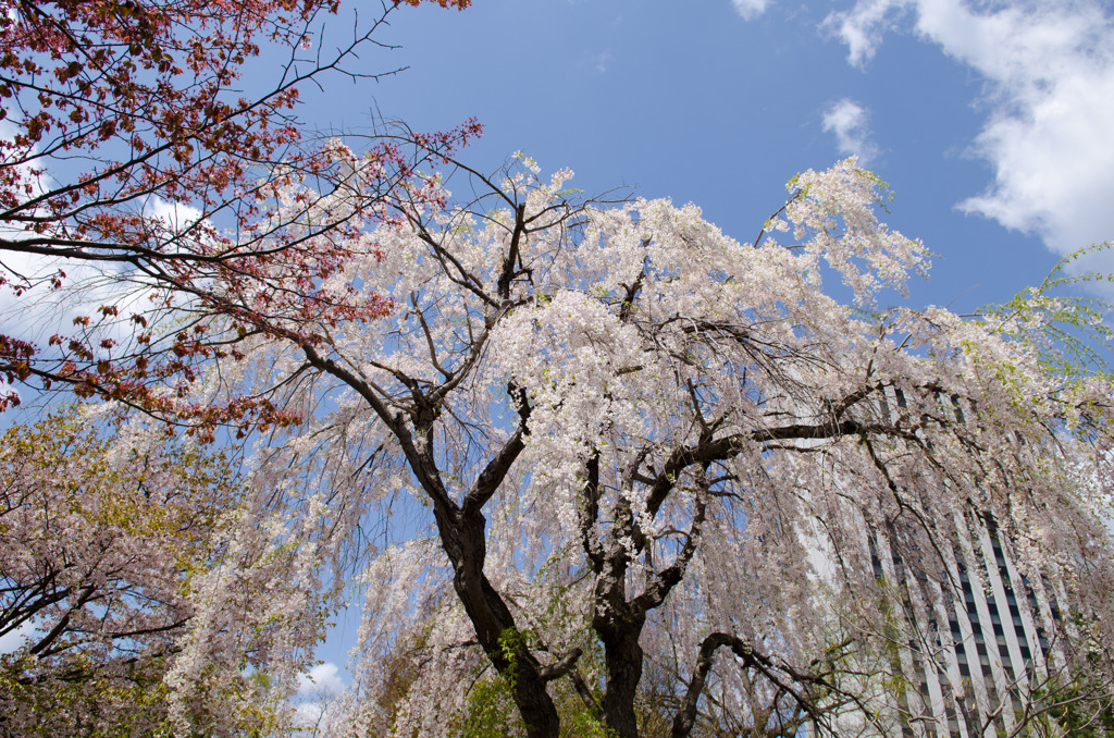 ２０１４～「しだれ桜」Ⅰ
