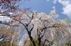 ２０１４～「しだれ桜」Ⅰ