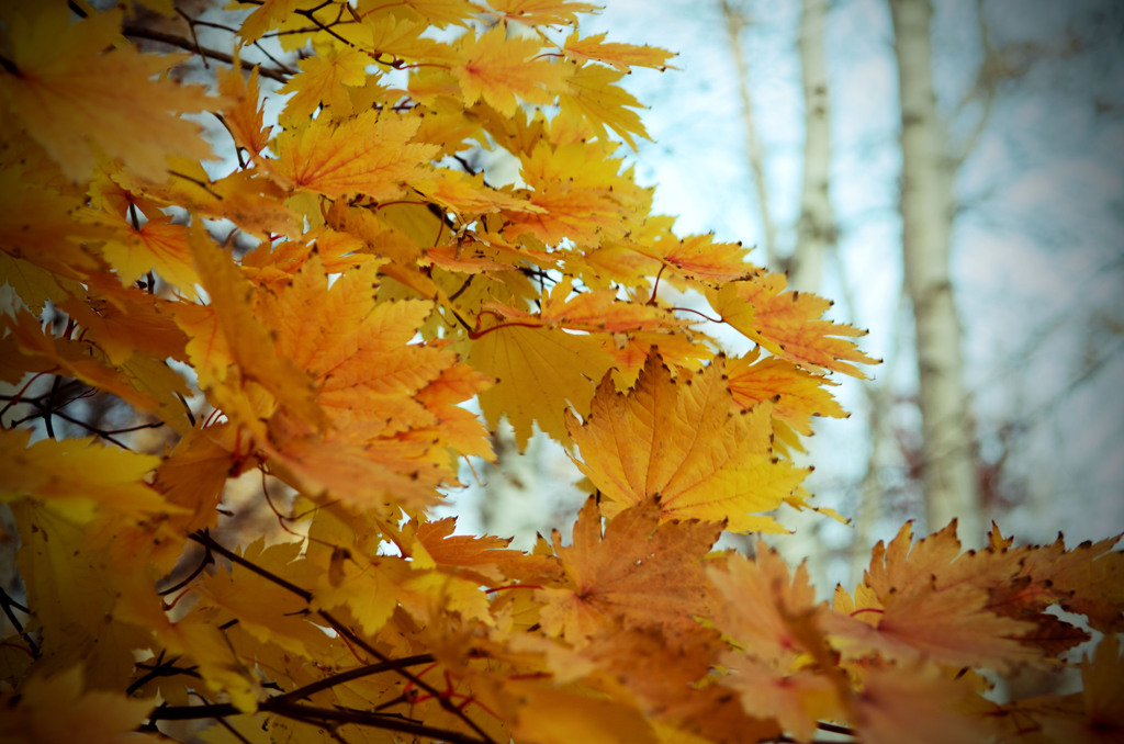 foliage