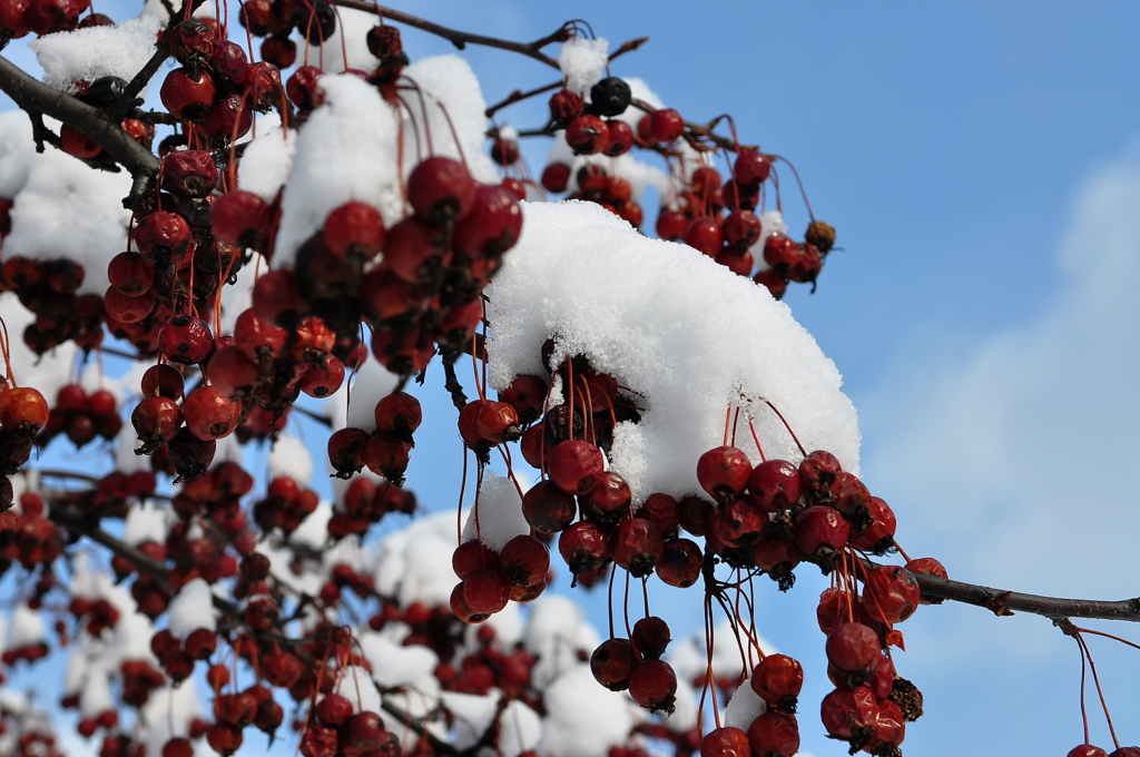 雪帽子