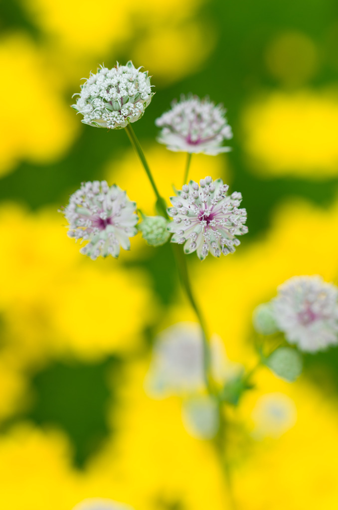 小さな花火