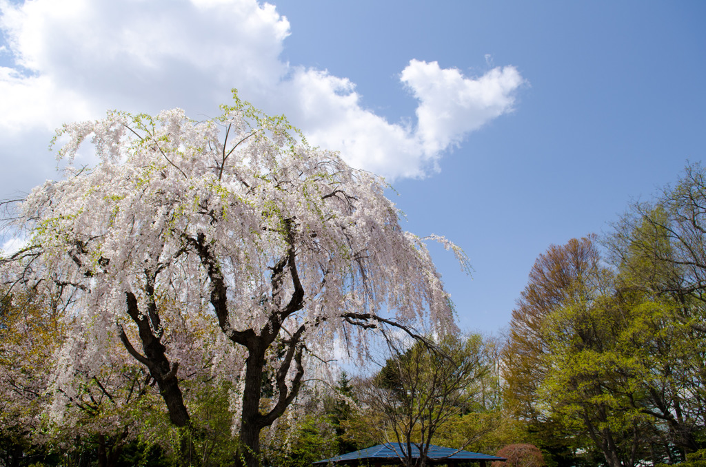 ２０１４～「しだれ桜」Ⅱ