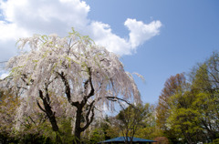 ２０１４～「しだれ桜」Ⅱ