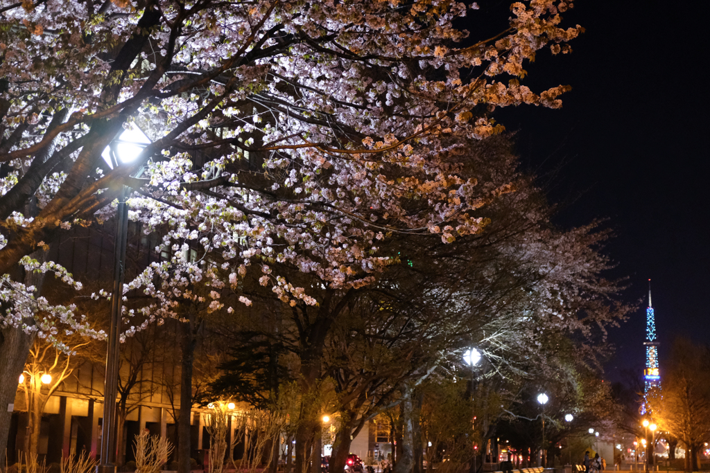 夜桜