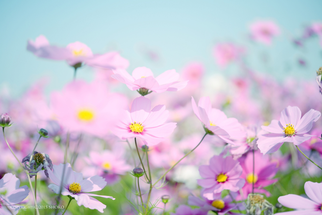 Full bloom of cosmos!