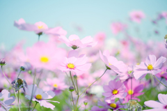 Full bloom of cosmos!