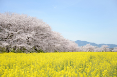 2016.SAKURA