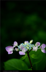 ｢紫陽花」