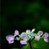 ｢紫陽花」