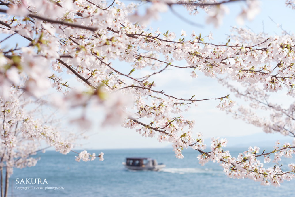 「2015 SAKURA」