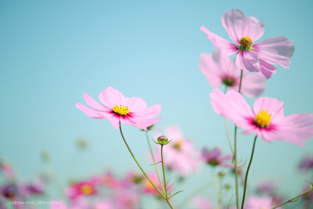 Full bloom of cosmos!