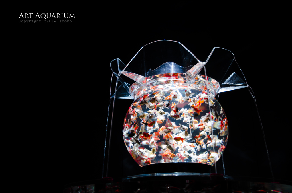 Art Aquarium