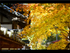 AUTUMN COLOR