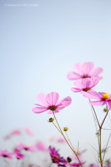 Full bloom of cosmos!