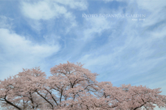  cherry blossoms