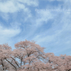  cherry blossoms