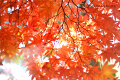 AUTUMN COLOR