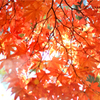 AUTUMN COLOR