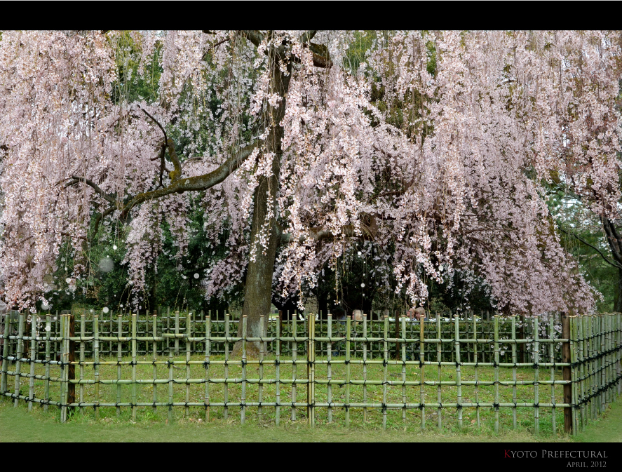 京都御所　出水のしだれ桜