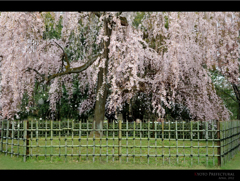 京都御所　出水のしだれ桜
