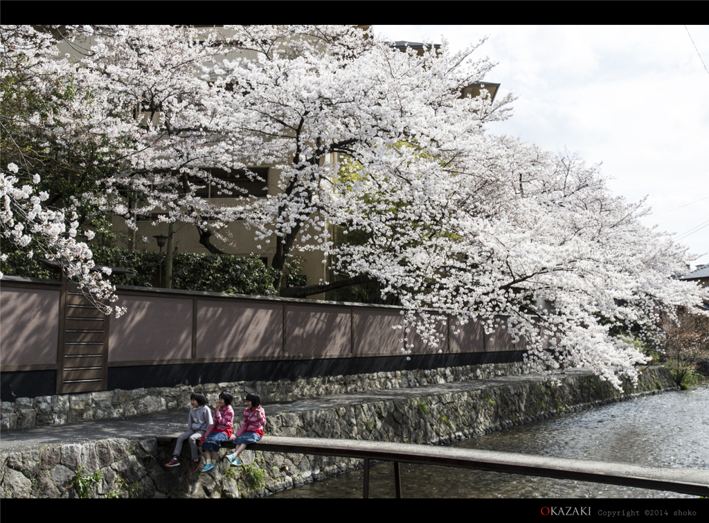 SAKURA