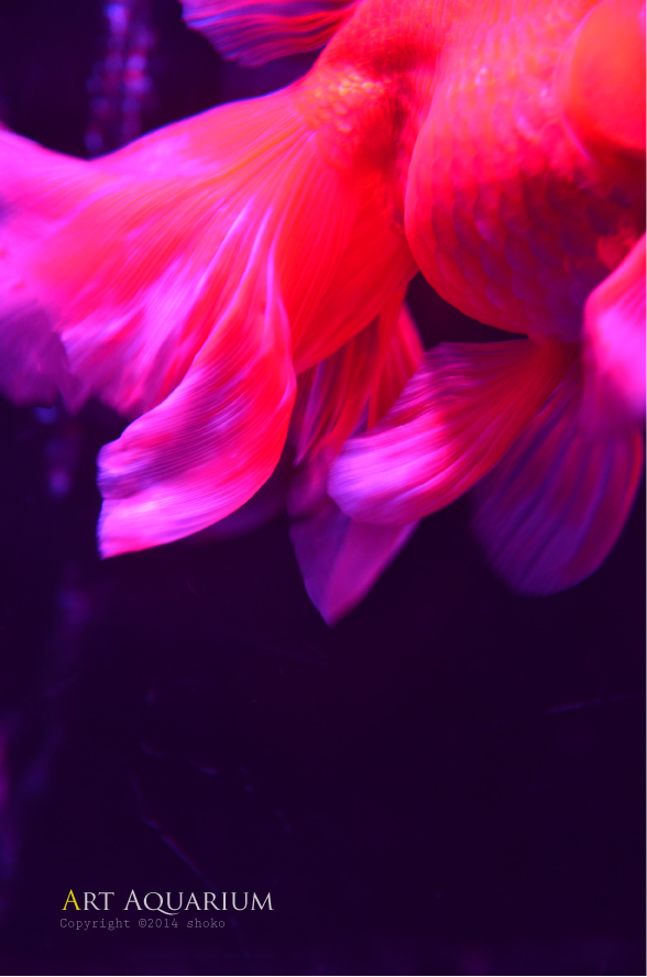 Art Aquarium