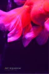 Art Aquarium