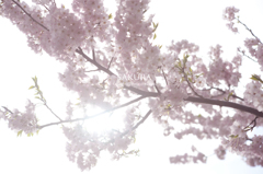 「2015 SAKURA」