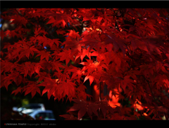 AUTUMN COLOR