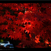 AUTUMN COLOR