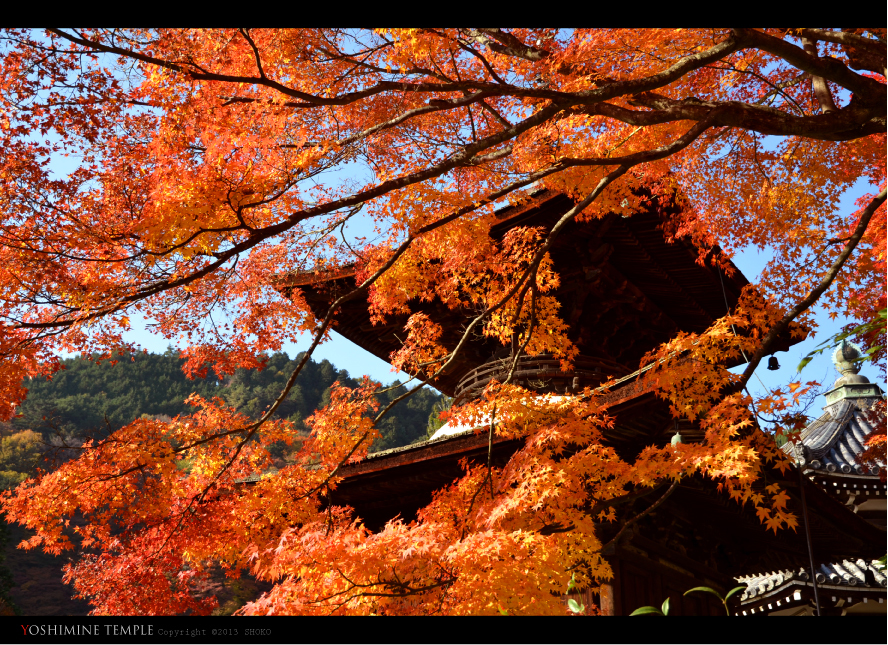 AUTUMN COLOR