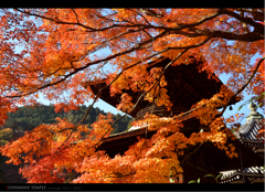AUTUMN COLOR