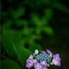 ｢紫陽花」