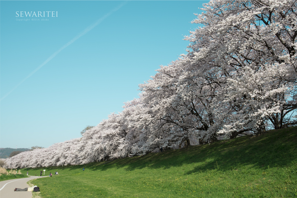 SAKURA