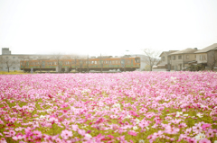 Full bloom of cosmos!