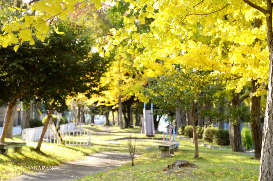 AUTUMN COLOR