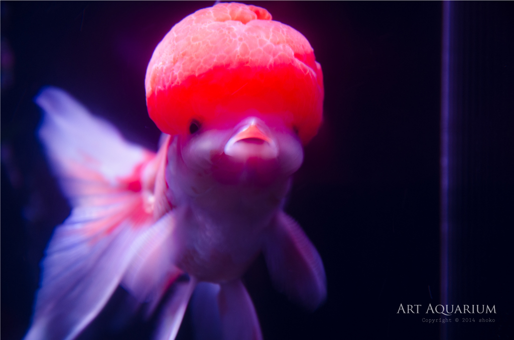 Art Aquarium
