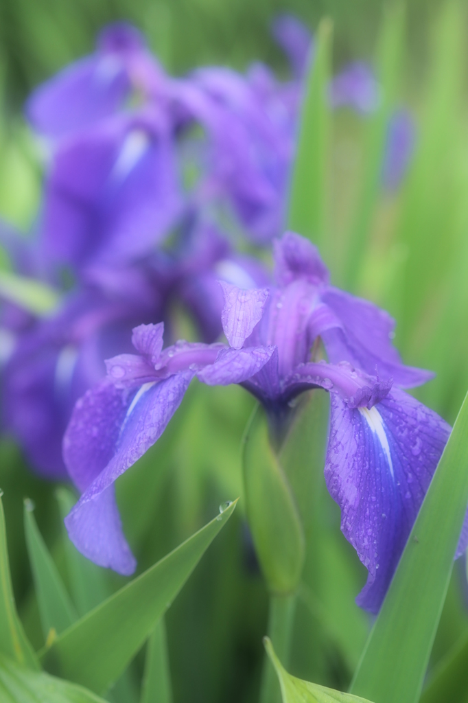 花紫